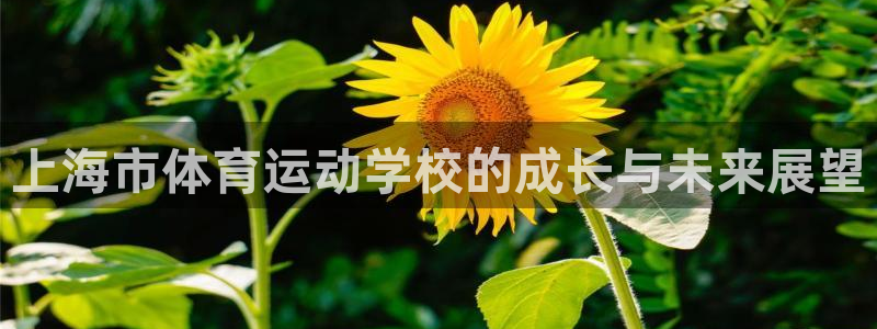 3377体育全网