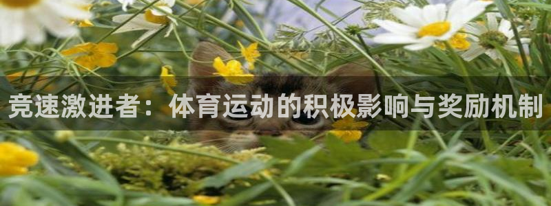 3377体育平台