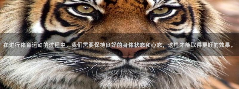 3377体育是正规平台吗