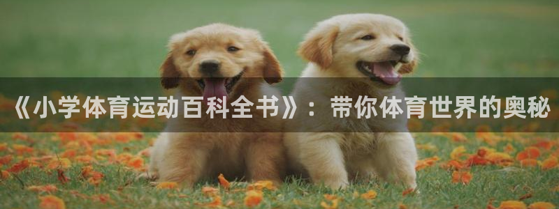 3377体育全网