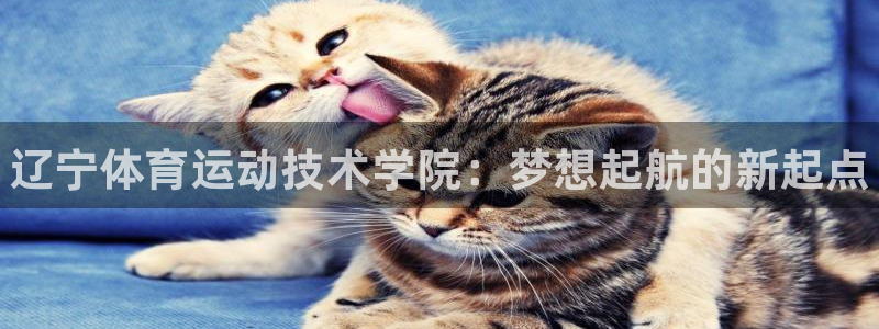 3377体育是正规平台吗