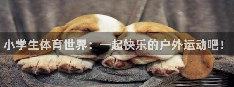 3377体育全网
